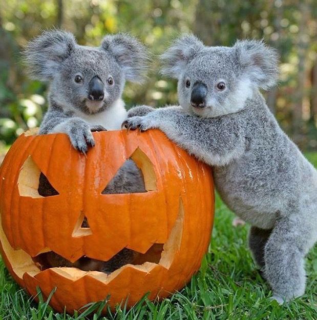 Two cute koala's in a pumpkin